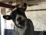 Ferienwohnung in Rettin - Bauernferienhof Kluvetasch Strandmuschel - Ziege Heidi freut sich auf Streicheleinheiten