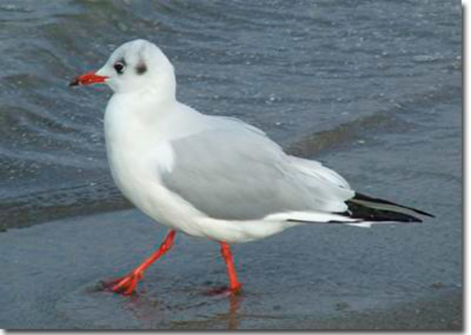 Ferienwohnung in Zingst - Klassik - Bild 10 Ferienwohnung in Zingst - Klassik - Bild 10