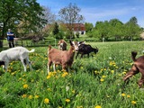 Ferienwohnung in Schwienkuhl - Ferienhof Hüttmann-Dreblow 3 - unsere Ziegen auf der Wiese