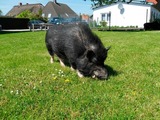 Ferienwohnung in Fehmarn OT Todendorf - Ferienhof Manowski Nr.2 - Bild 13