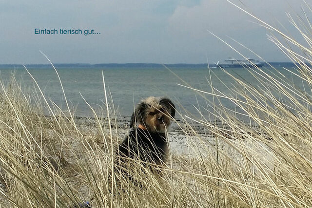 Ferienwohnung in Wendtorf - Whg. Silberm&ouml;we - Haus Nordlichter - Bild 10