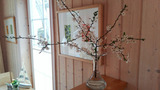 Ferienhaus in Baabe - Ostseestrandhus - Baabe - Bild 4