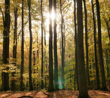 Ferienhaus in Baabe - Panama - Baabe - Bild 25