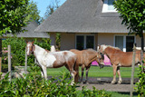 Ferienwohnung in Fehmarn OT Staberdorf - Landhaus 1 - Bild 16