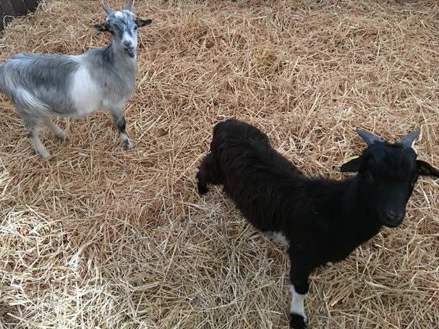Ferienhaus in Fehmarn - Haus im Apfelgarten 3 - Bild 15