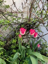 Ferienwohnung in Gr&ouml;mitz - Haus Frauken - Wohnung Thal - Bild 13