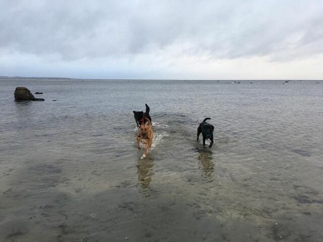 Ferienhaus in Hohen Wieschendorf - Strandhaus Fiete - Haus Walfisch - ABC330 - Bild 22