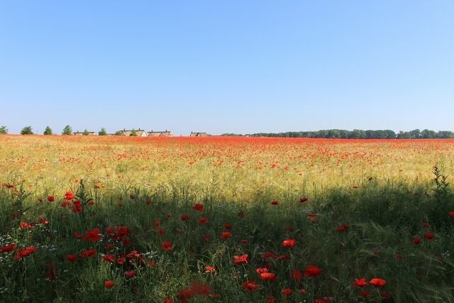 Ferienhaus in Zierow - Reethaus "Utkiek" - Bild 21
